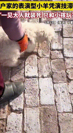 宁夏装死小羊火出圈！13万高价不卖竟是这原因
 宁夏平罗县有只半月龄小羊，靠着“