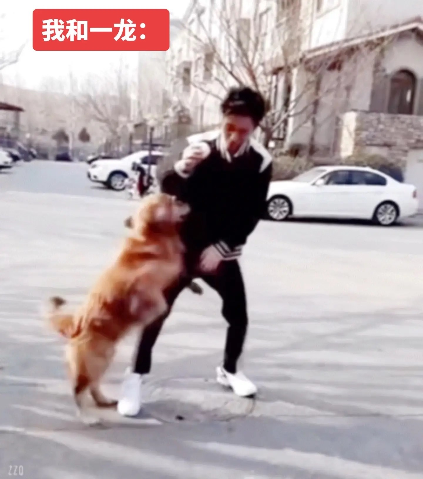 一龙有三条狗：可乐、奥斯卡、玩什么都不如玩子强 