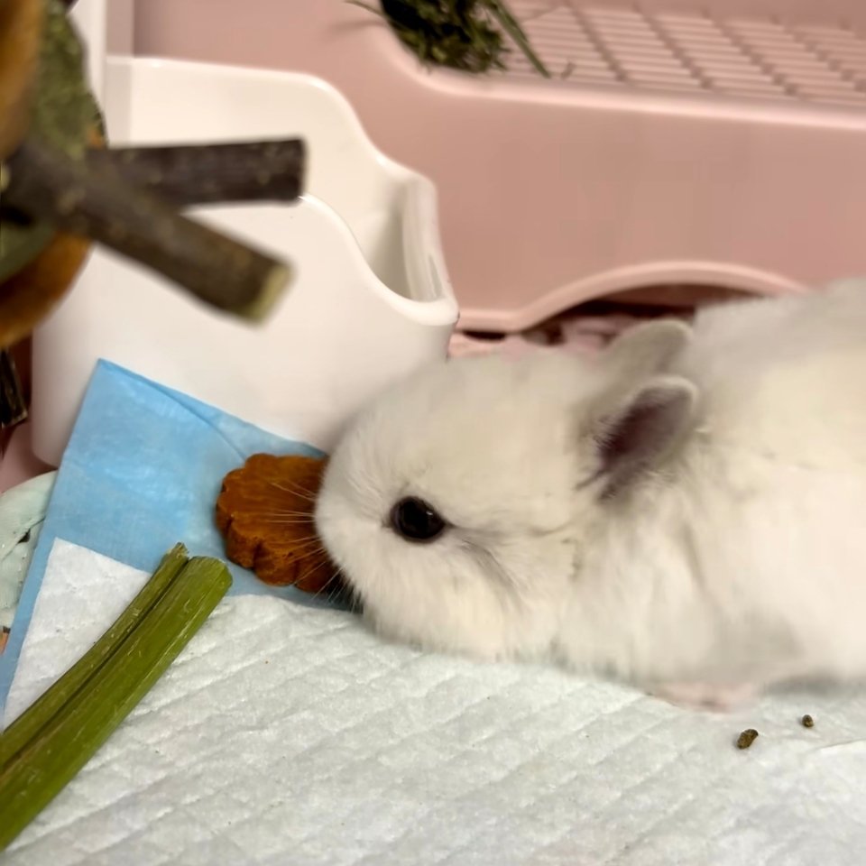 专注于食物的小兔子🐰 