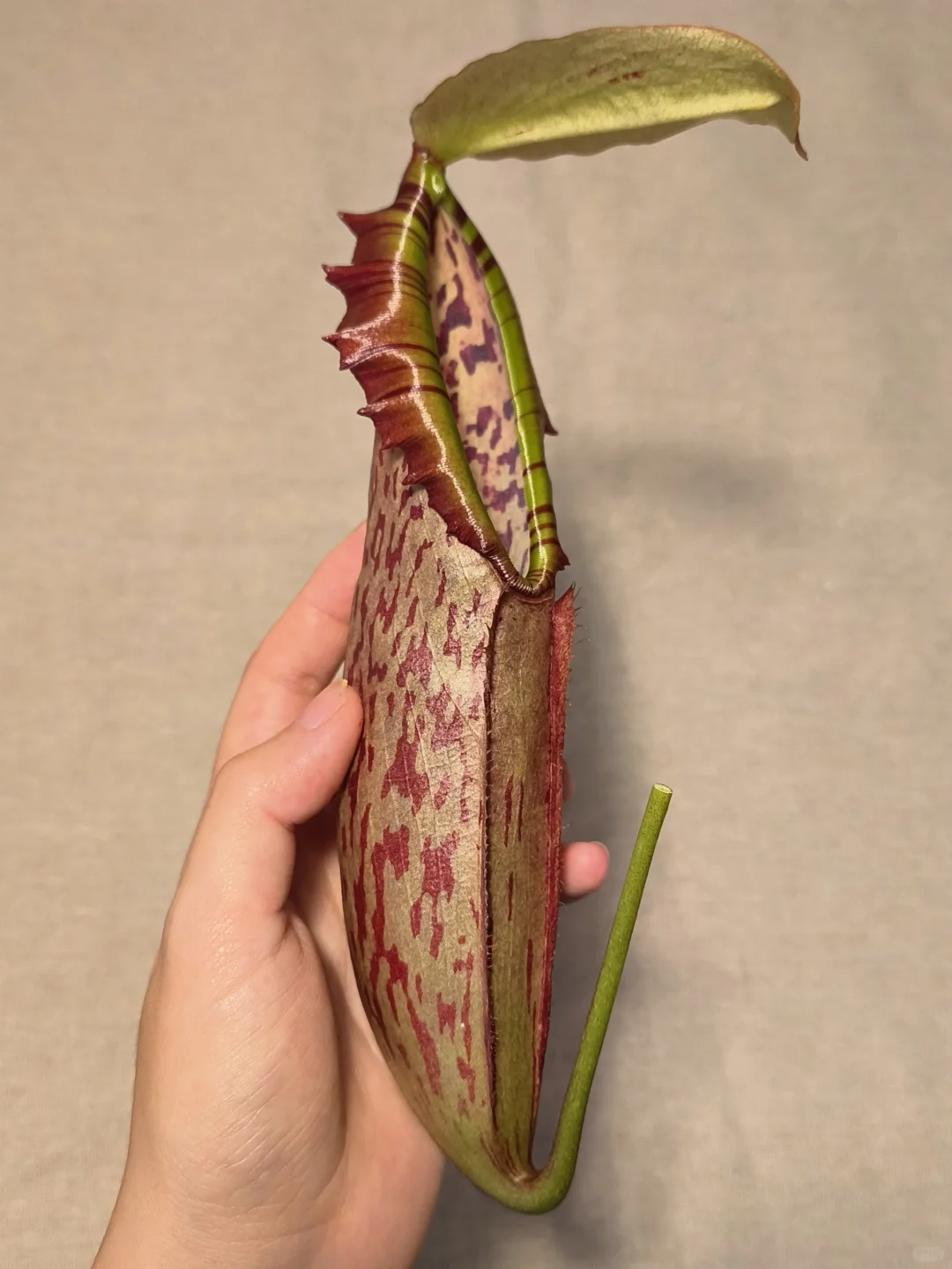 新一批笼子证件照