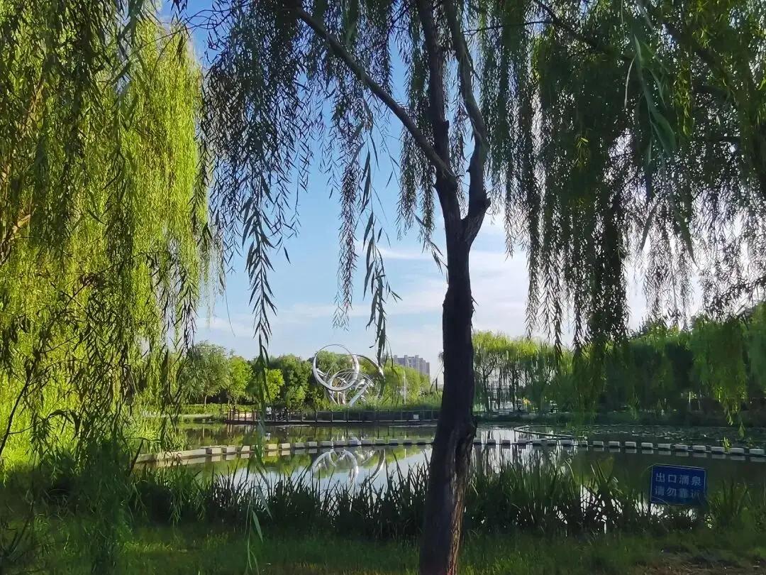 在聊城这片，马路和地平线总是处得像亲兄弟，一眼就能望到头。直到你撞见周公河湿地公