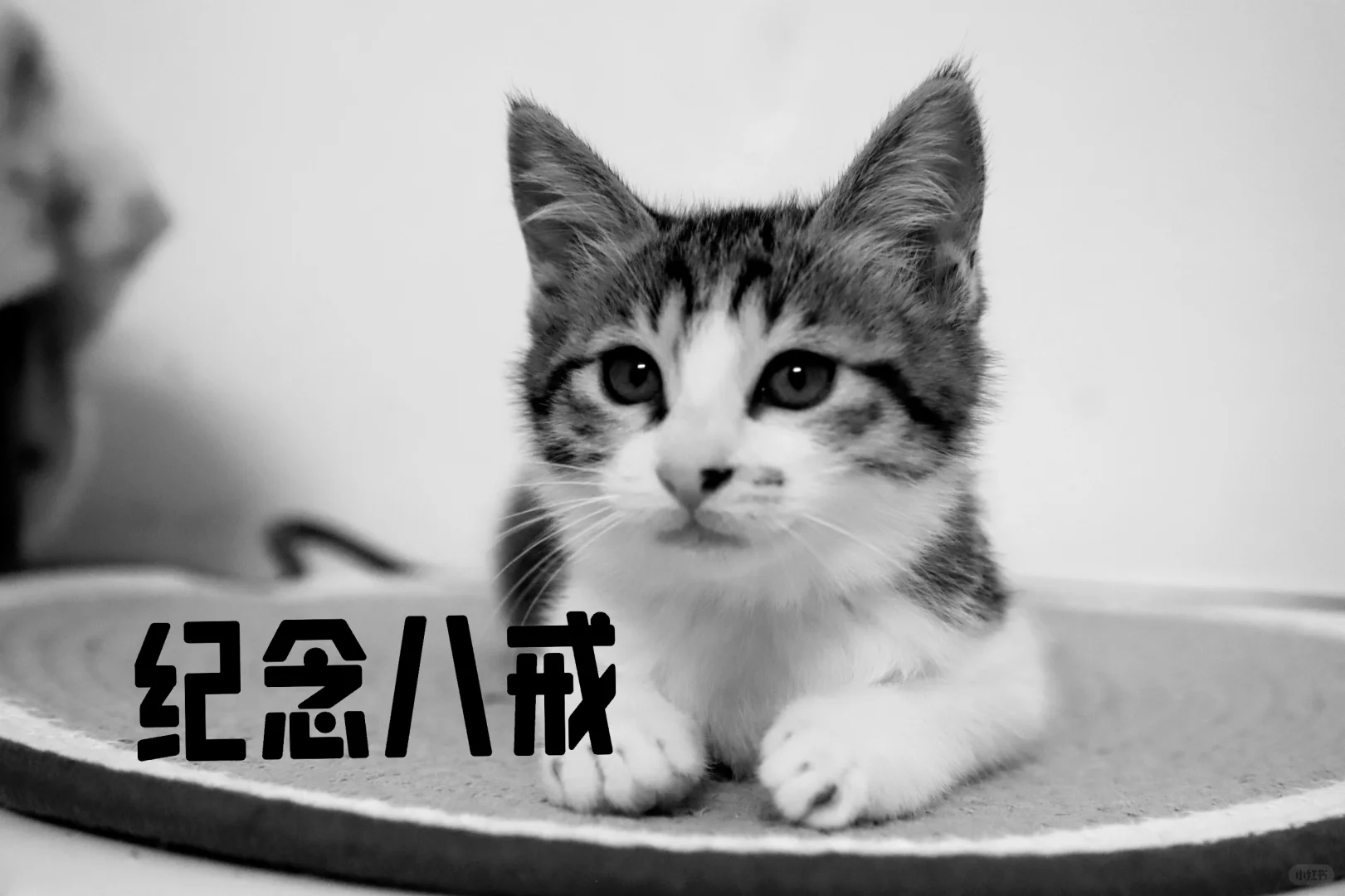 八戒短暂的来了一回，喵星也要快乐