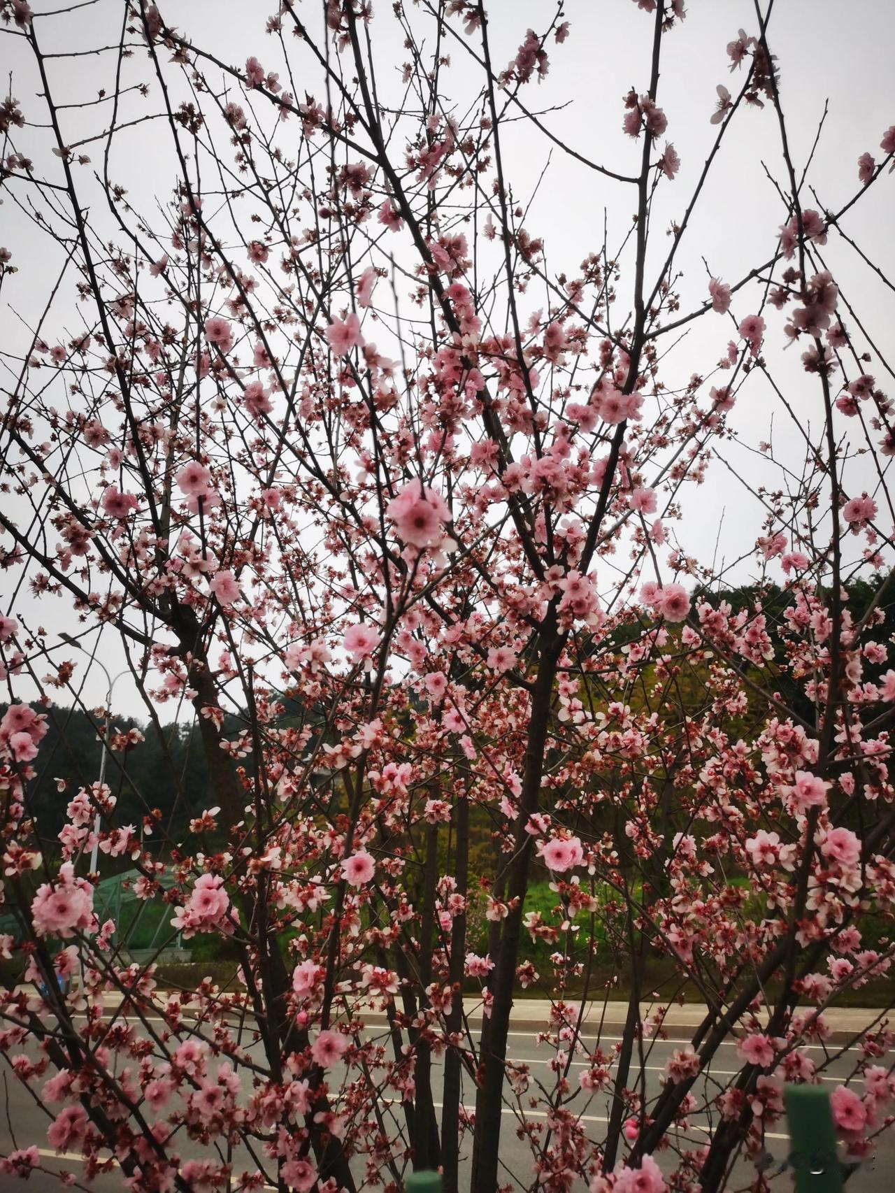 热爱花草，分享一组梅花图片