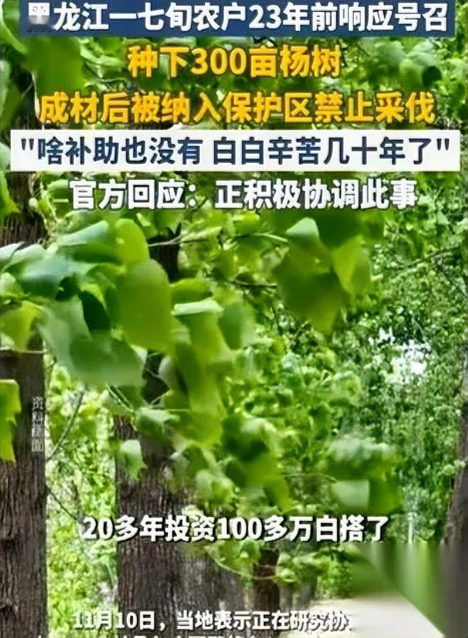 种树的老人哭了

换你你也憋屈

23年砸了百来万种的300亩杨树，好不容易熬到