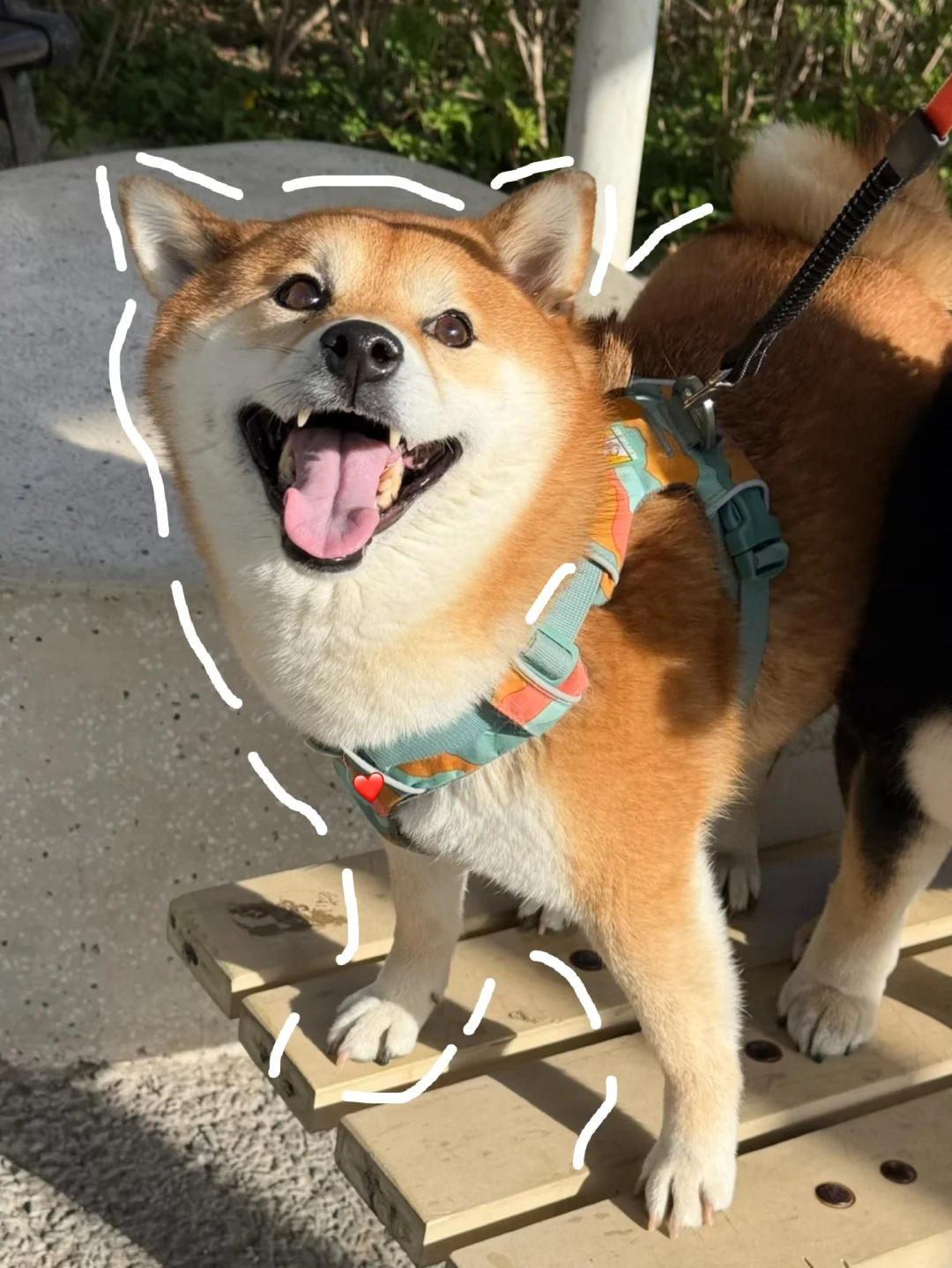 狠狠凶了冲过来龇牙乱叫且不牵绳的边牧