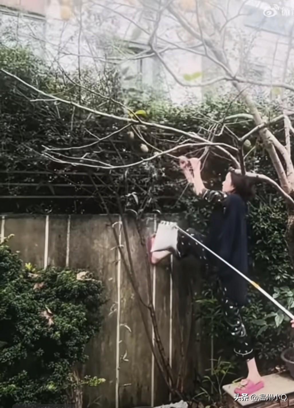 倪妮穿睡衣拖鞋在院子里摘柿子，看这女汉子架势非常有劲。我倒不担心她会摔倒，就是恐