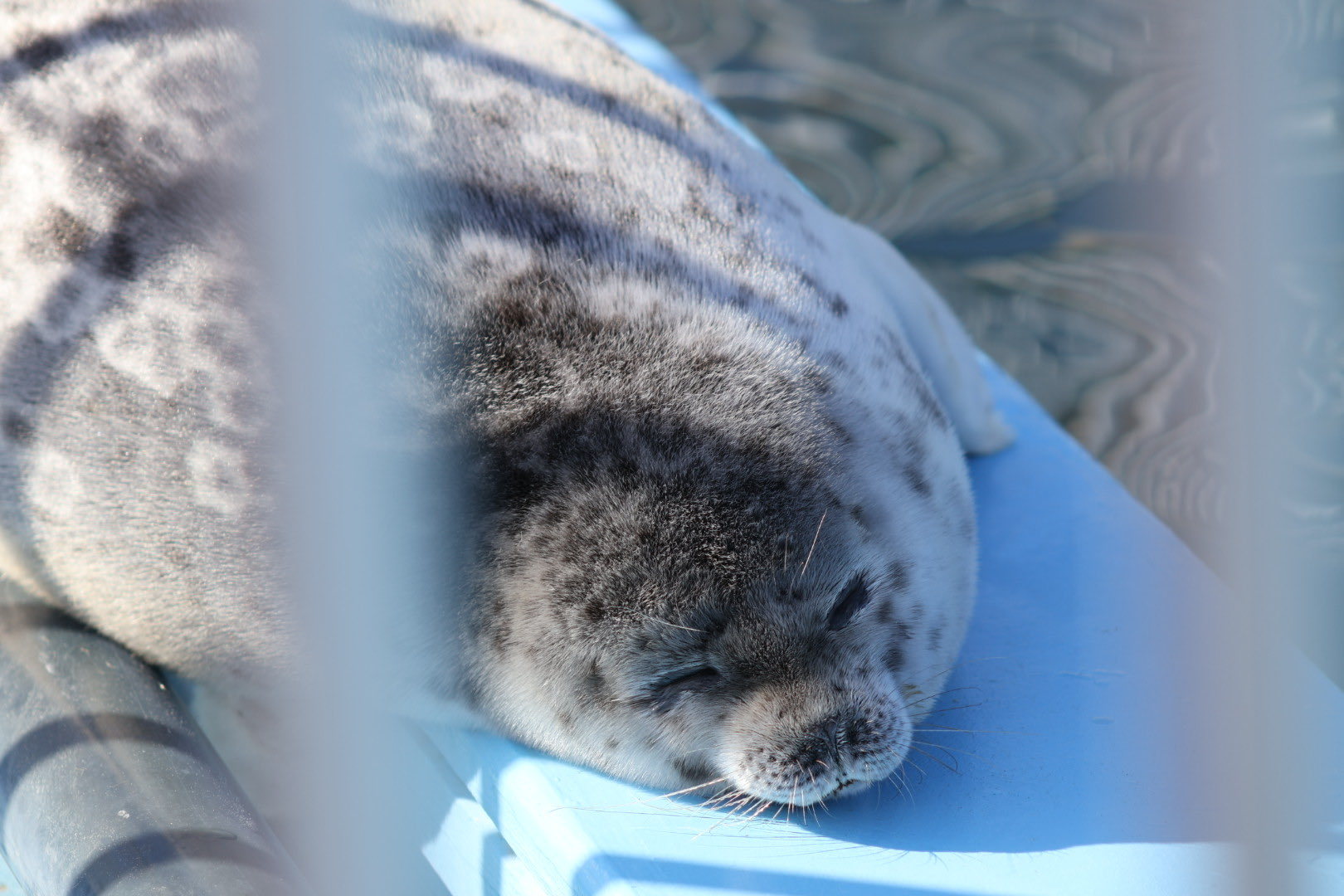 海豹 毛绒豹条~~最近的豹豹含量有点高【推：Blsc_wing】 