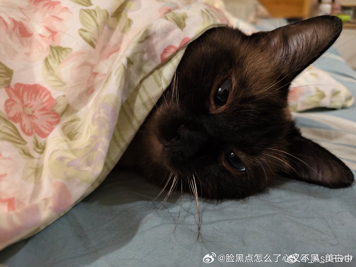 早安逼罗