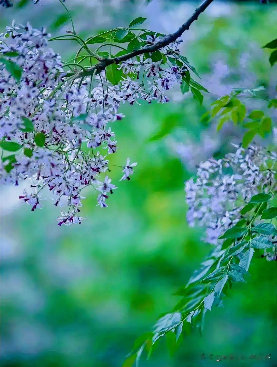 下联：南风树树落楝花
上联：有请雅士[玫瑰][玫瑰][玫瑰]