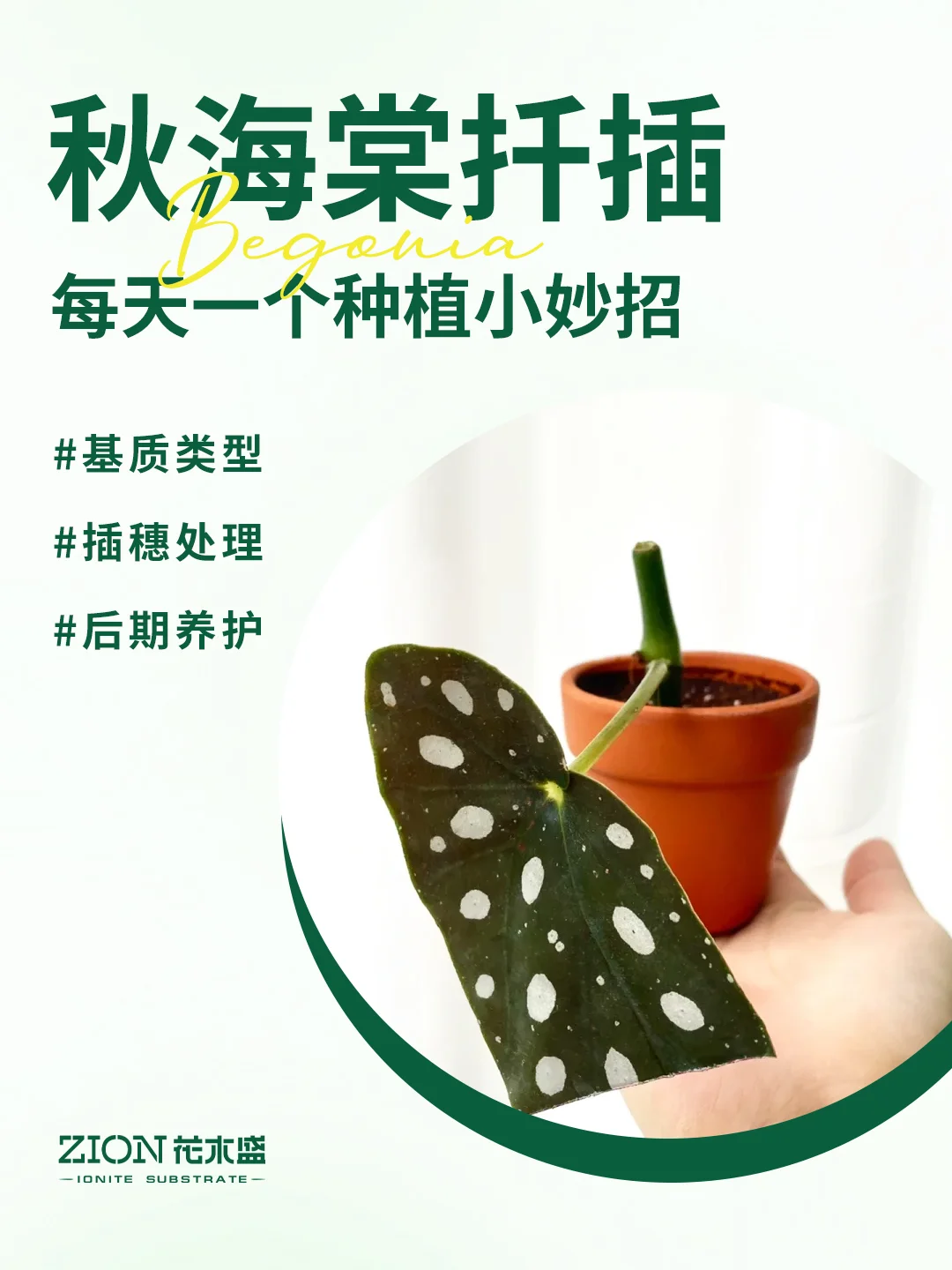 秋海棠扦插要点总结❗一盆秒变多盆