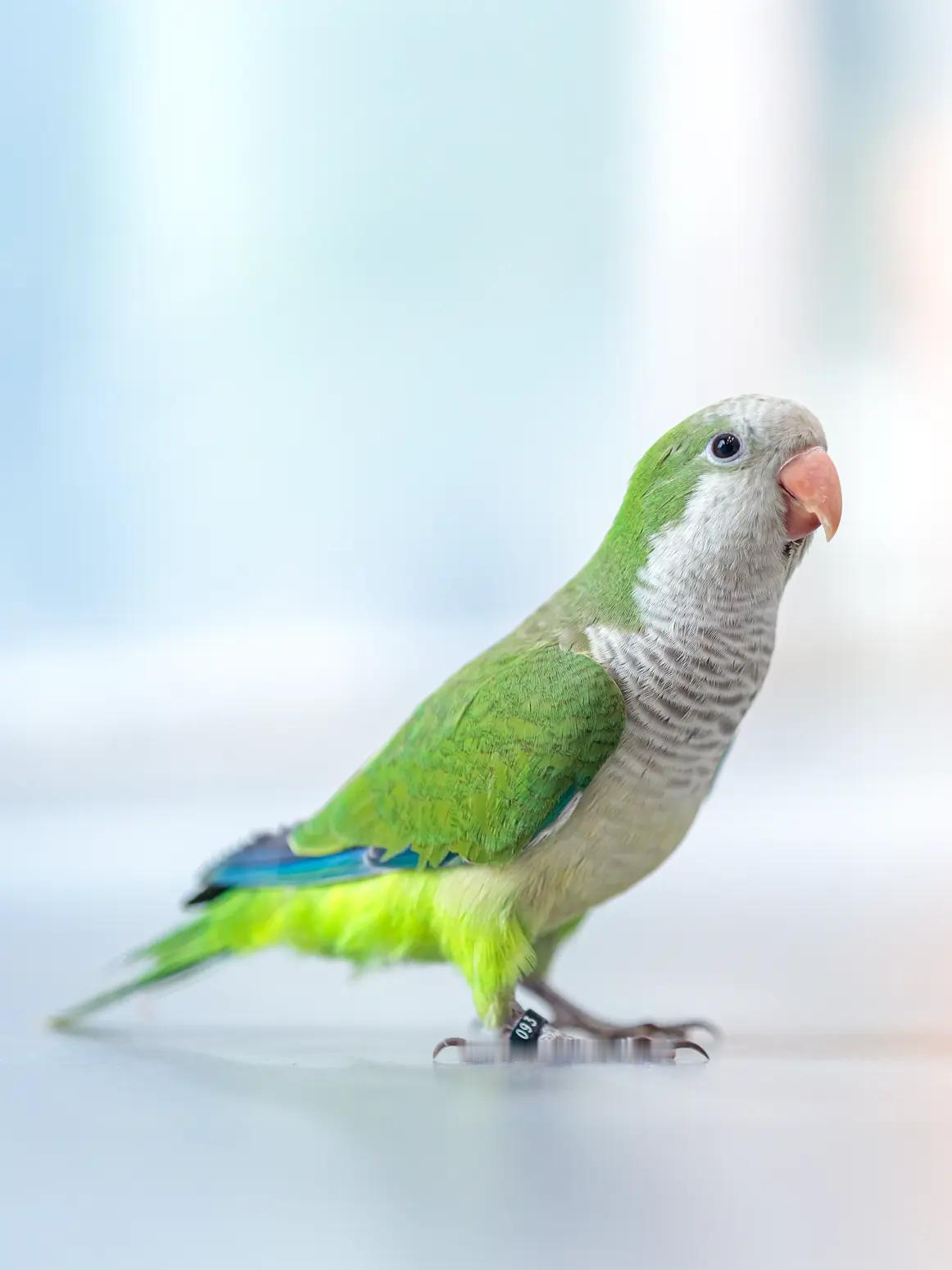 和尚鹦鹉（英文Monk parakeet）Myiopsitta monachus