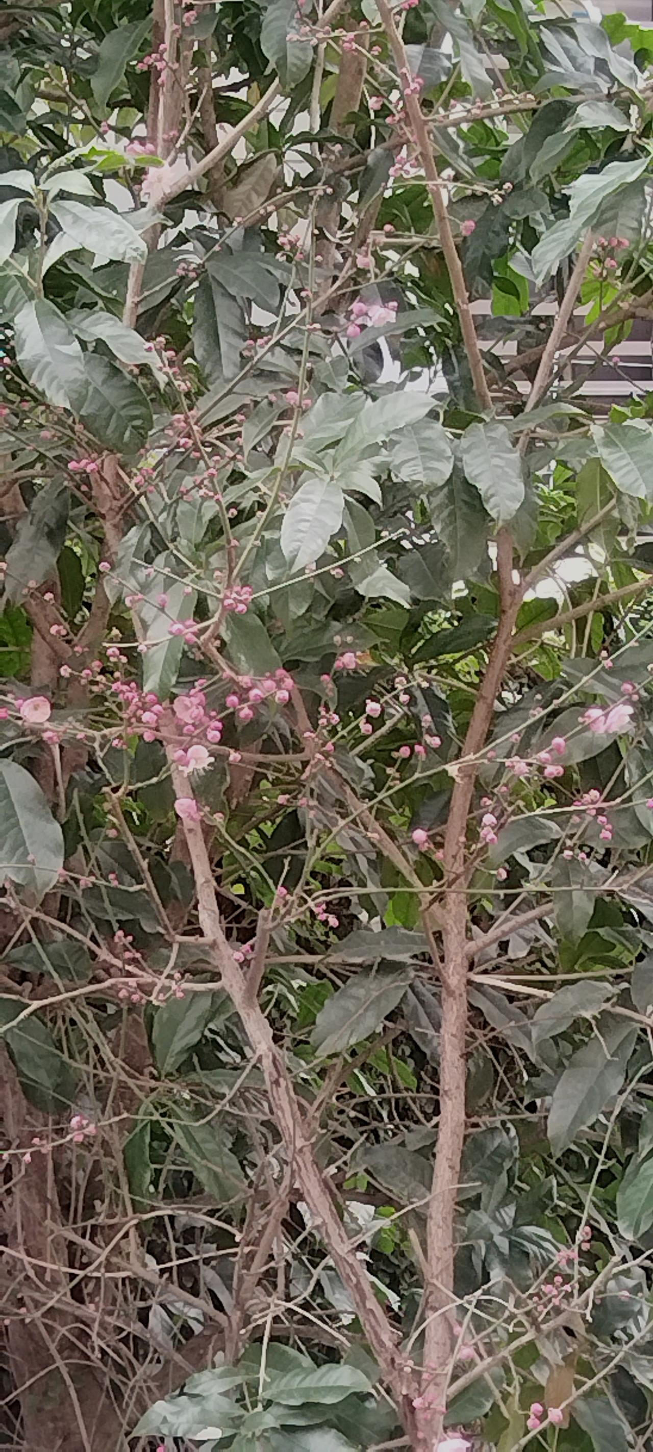 我栽的红梅花开了！红梅花开迎春节。
在这新春佳节即将来临之际，满树红梅宛如燃烧的