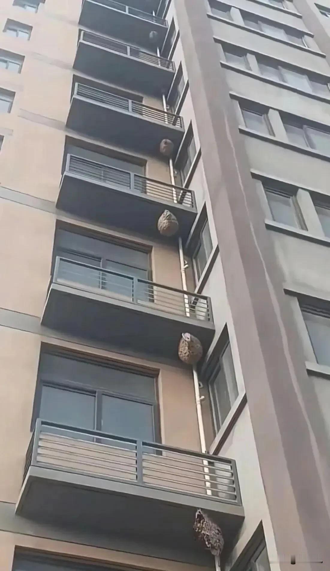 现在都流行每家都养这种玩意儿当宠物了么[抠鼻]