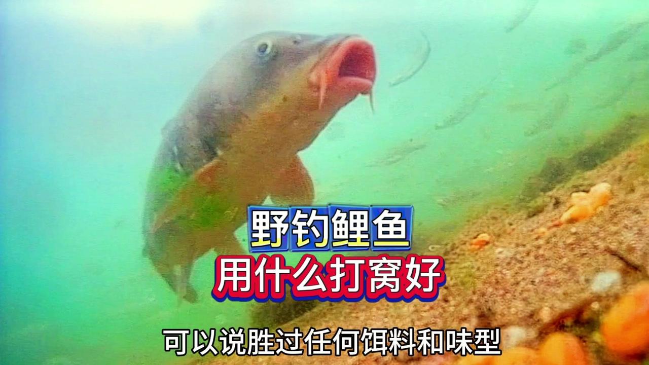 🎣野钓鲤鱼，打窝选择大揭秘！🤔野钓鲤鱼时，是老坛玉米打窝效果好，还是饵料加小