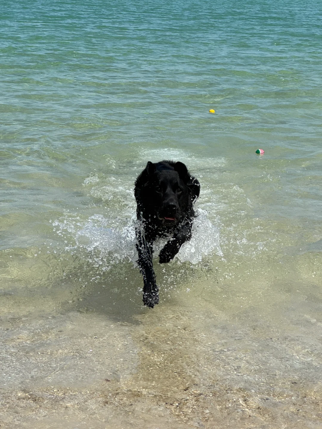 海里那个黑黑的