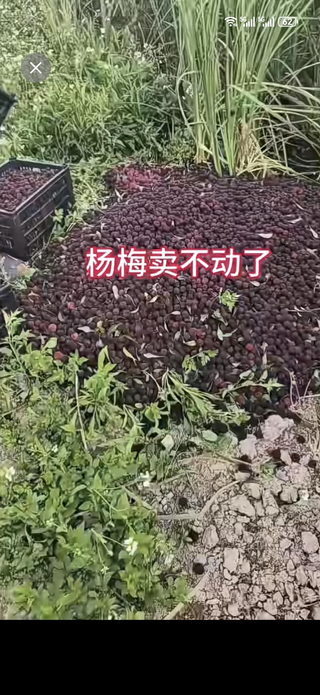 苦了果农   黑中间商把果农害惨了  “ 杨梅 ” 今年你还敢吃不？！