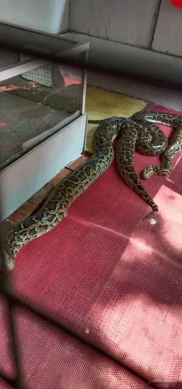 男子遇到约五六十斤大蟒蛇晒太阳 2025年12月8日，广西防城港的张先生经历了一