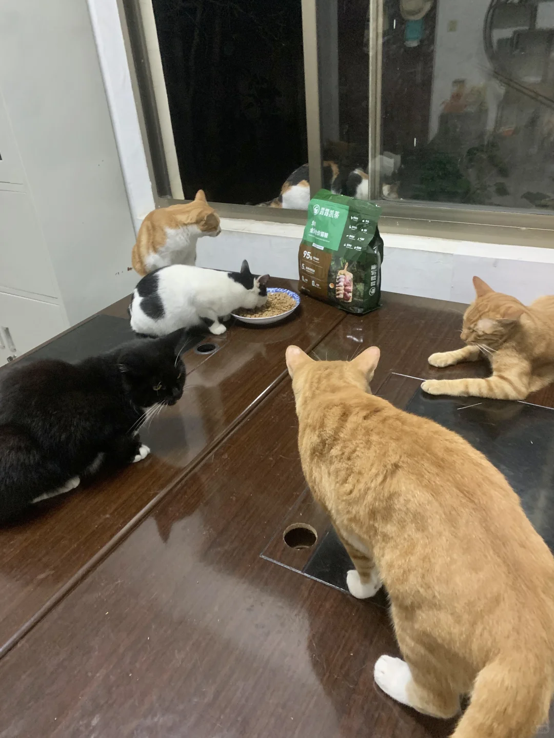 换新猫粮的时候，是她们最开心的时刻