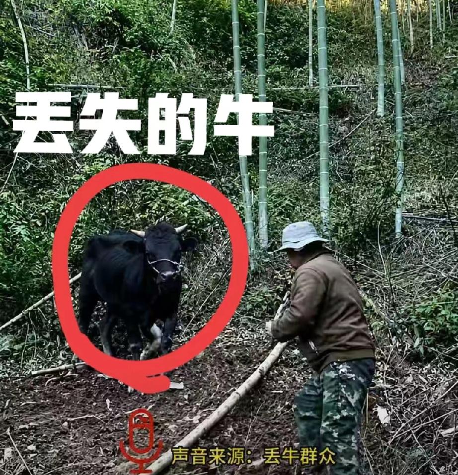 “太心疼了！”杭州建德，一头1300斤的大黄牛，在深山里被困了整整20天。等主人