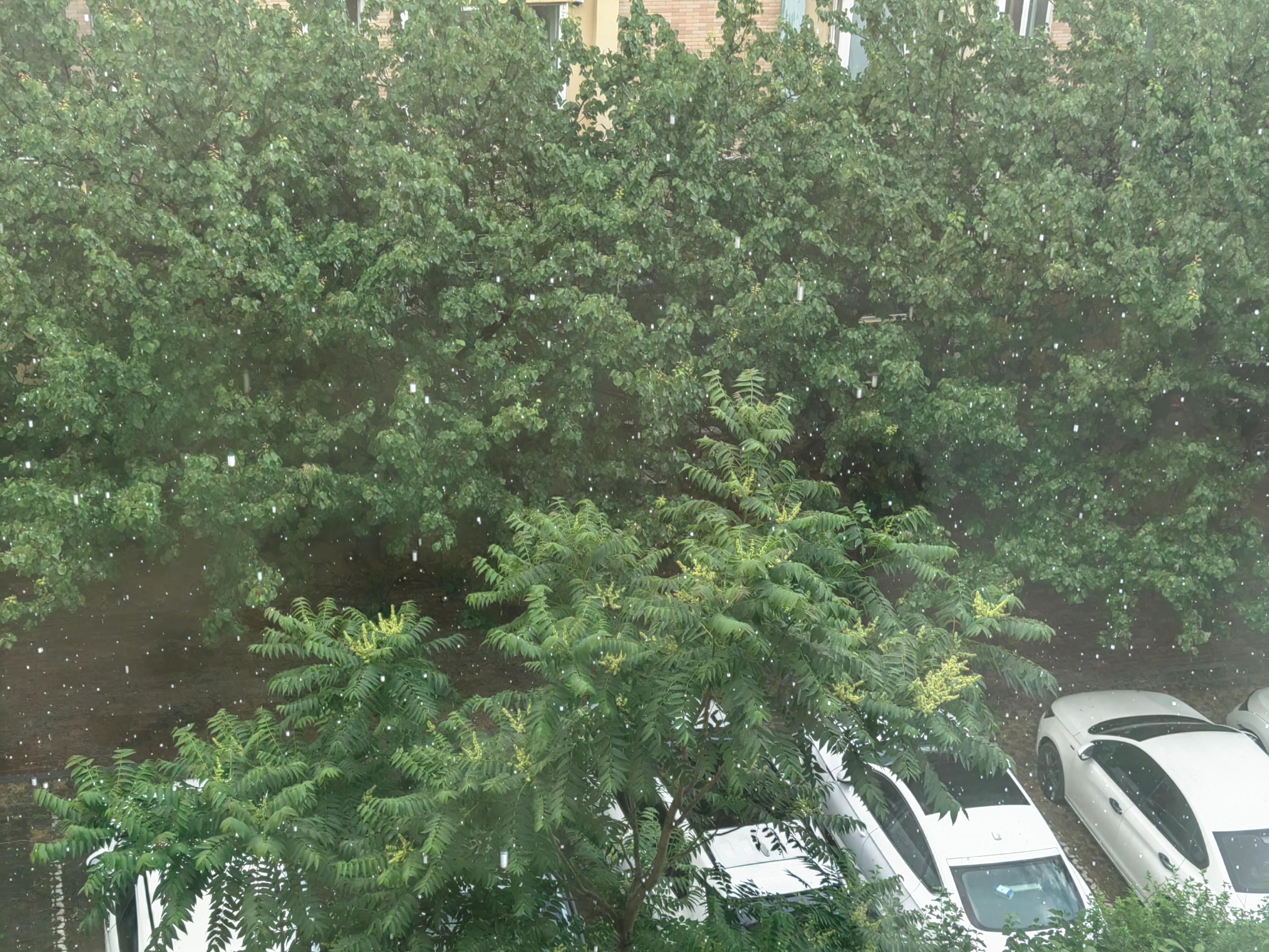 昨天下的雹子，这还没咋堆地上因为很快就化了。早上来了单位一问，我家这块下的最小
