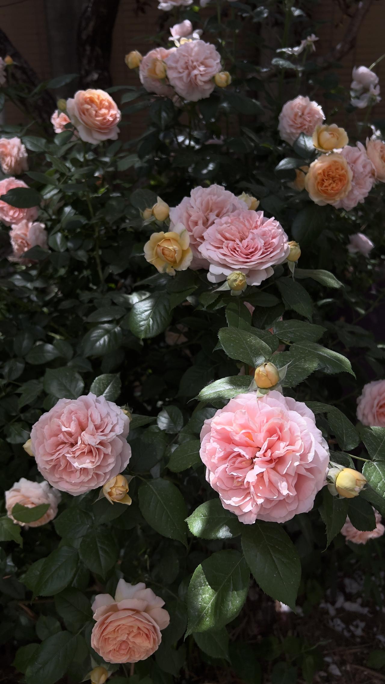 随拍月季花分享