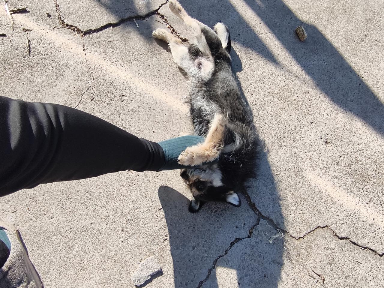 我哥家的小黑子和我最友好了，我一回家它的好日子就来了。因为我天天喂它，饮它，还和