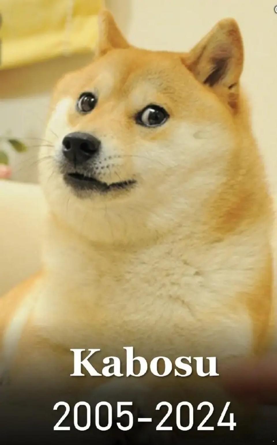 #doge原型去世#doge表情包原型柴犬Kabosu去世，它的主人在ins上宣