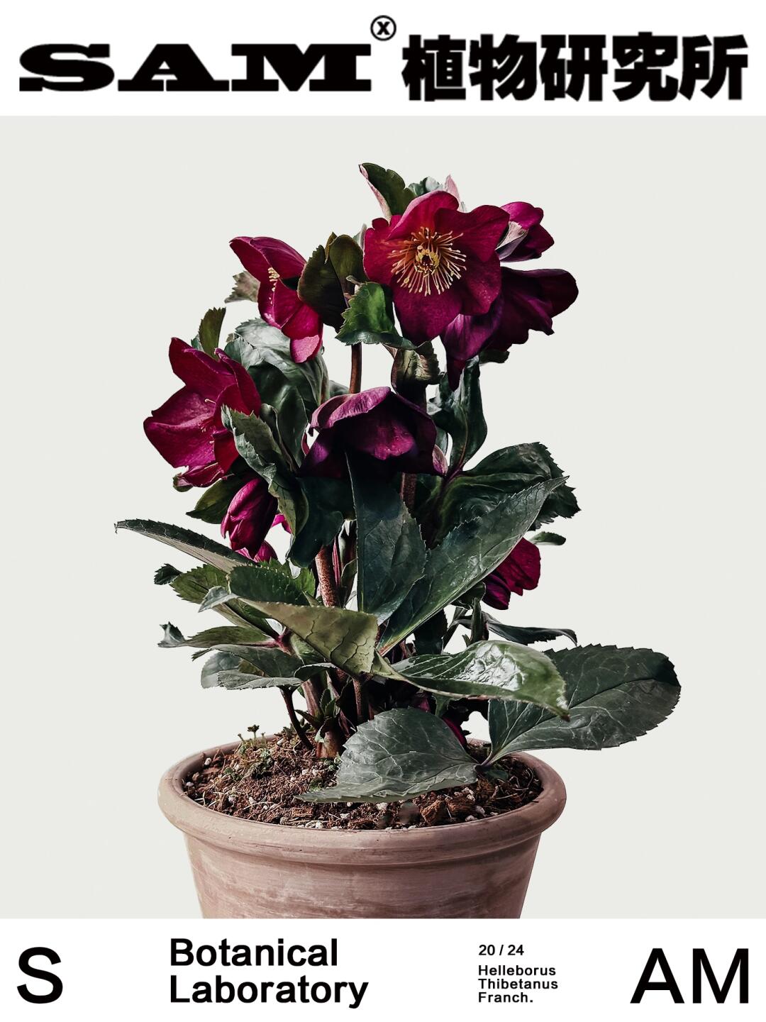 冰雪圣诞玫瑰｜Helleborus Thibetanus Franc