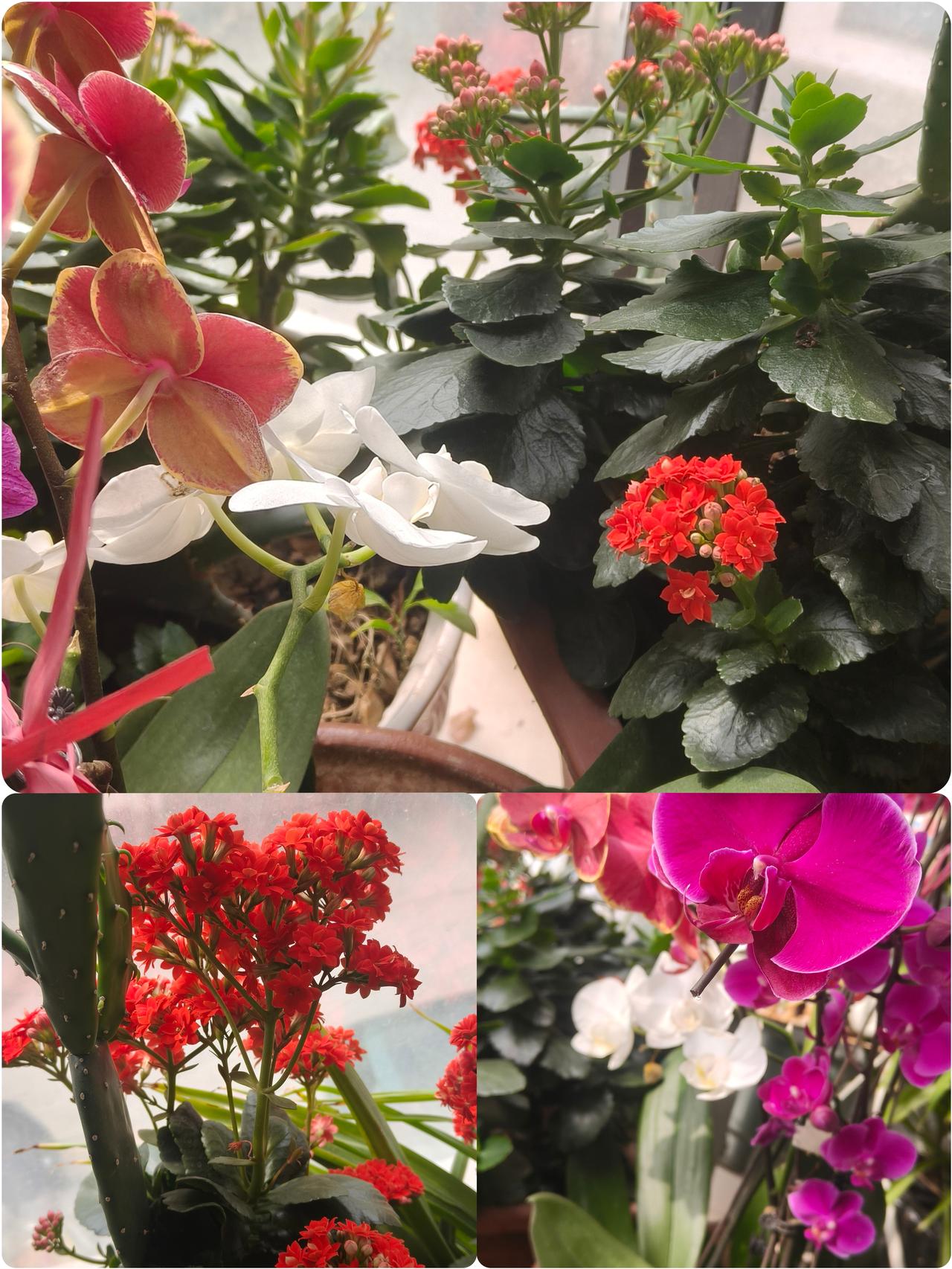 友友们！
看看我家阳台这盆花！
都是我亲手养的，
是不是很好看哈。
 
有这种蝴