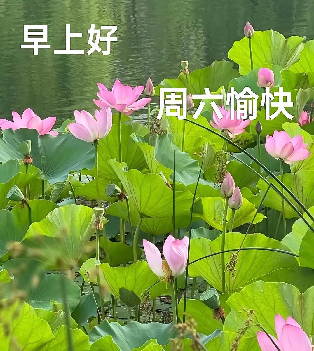 7.18日[燃烧的心][福]早上好[招财进宝][心]
伏天高温，注意身体，照顾好