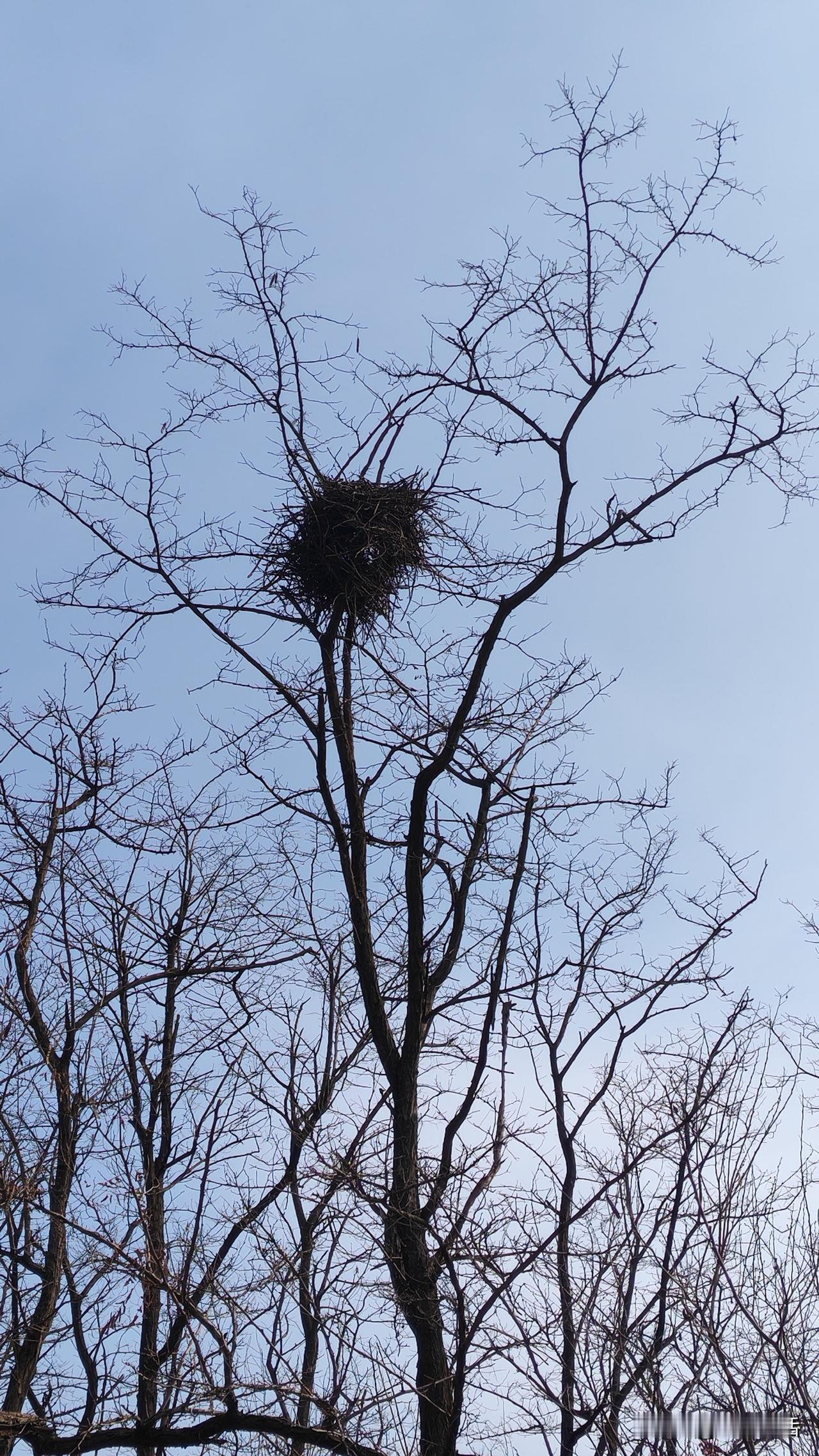 即墨方言里的生僻字：眼眵

眼眵：眵，读音痴，意思是眼屎，简化字就这样写。即墨方