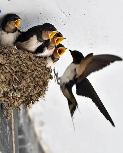 富贵人家从不筑燕子窝，老祖宗早讲清其中玄机：若家中出现燕子，实则是在提醒你这2件