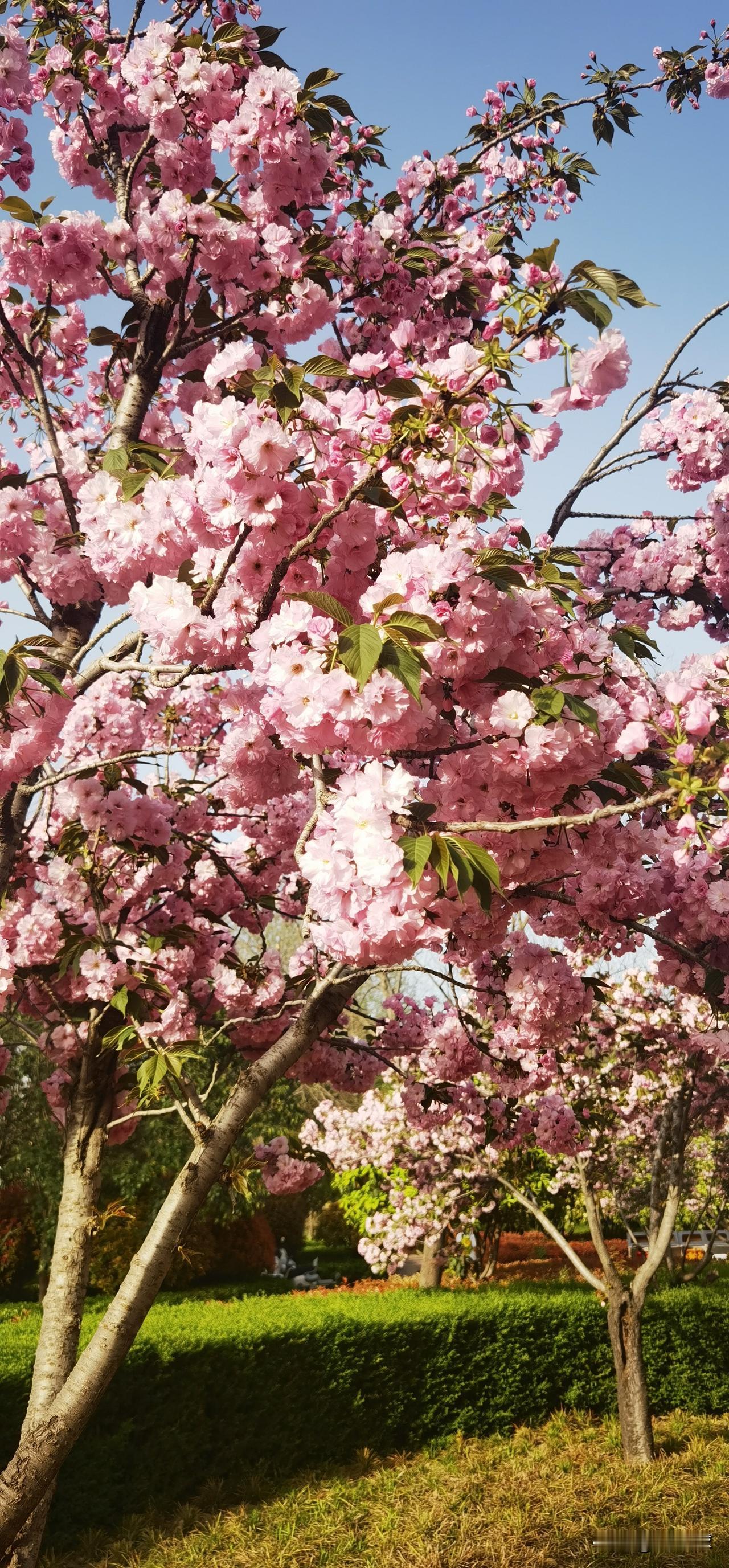 分享一张你拍的樱花照片