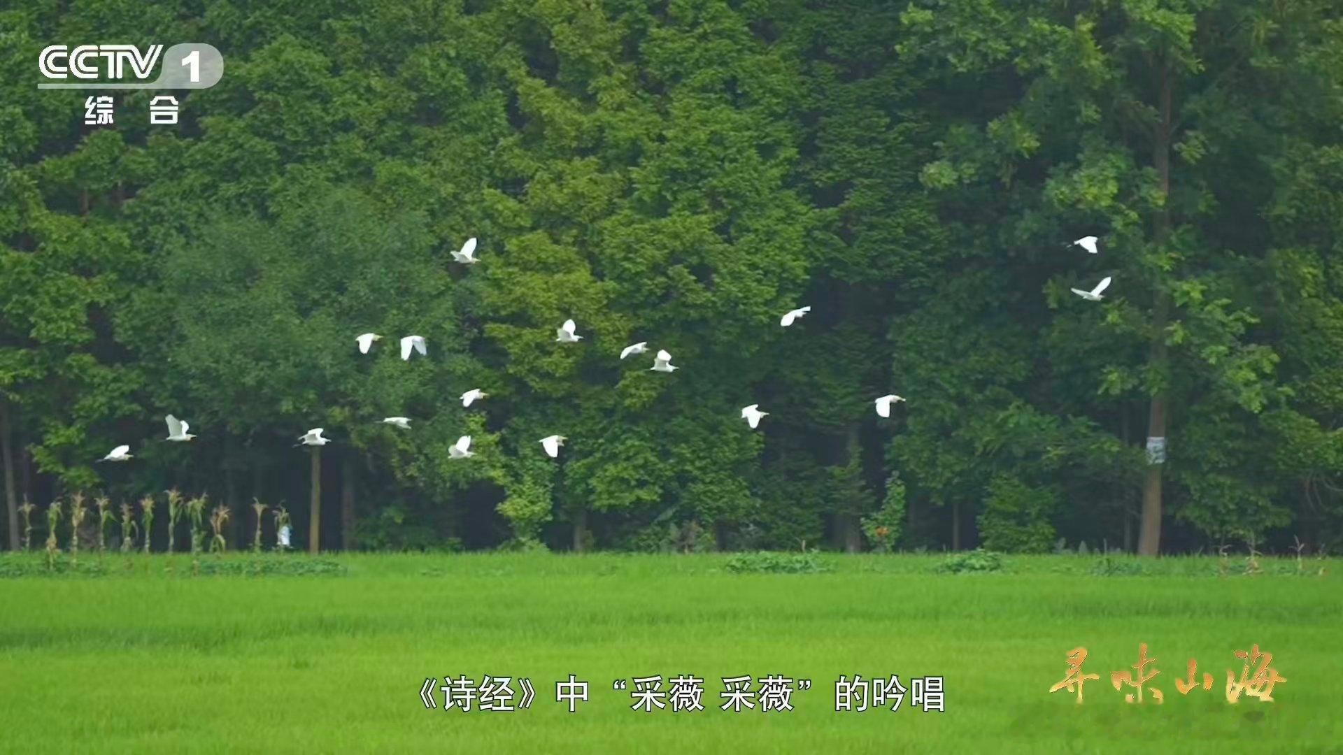 陆游因为馋豌豆尖写了首诗这就是四川省省菜吧 豌豆颠儿的鲜嫩跨越八百年 陆游曾为它