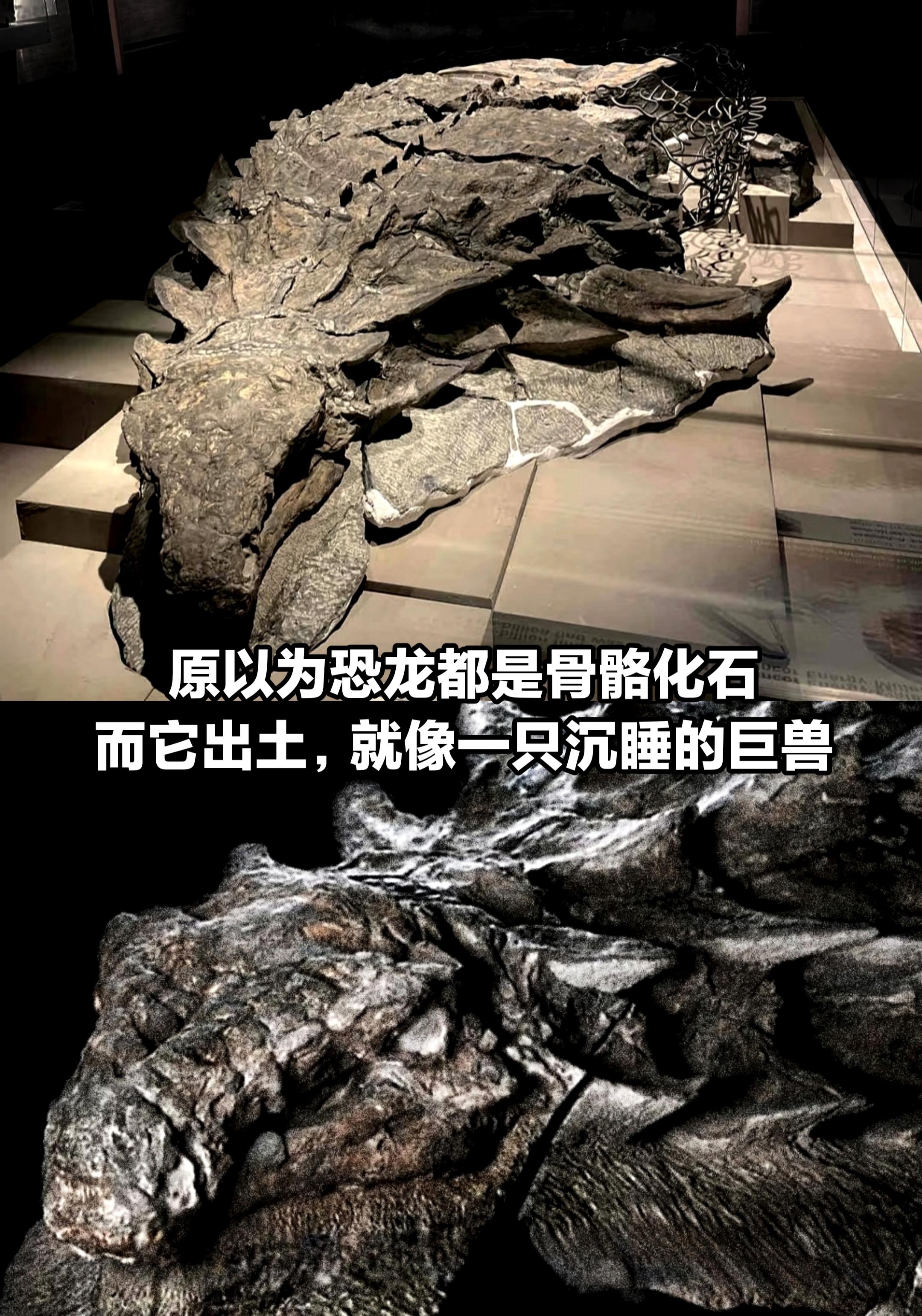 这就是真实恐龙的样子，不是骨架。