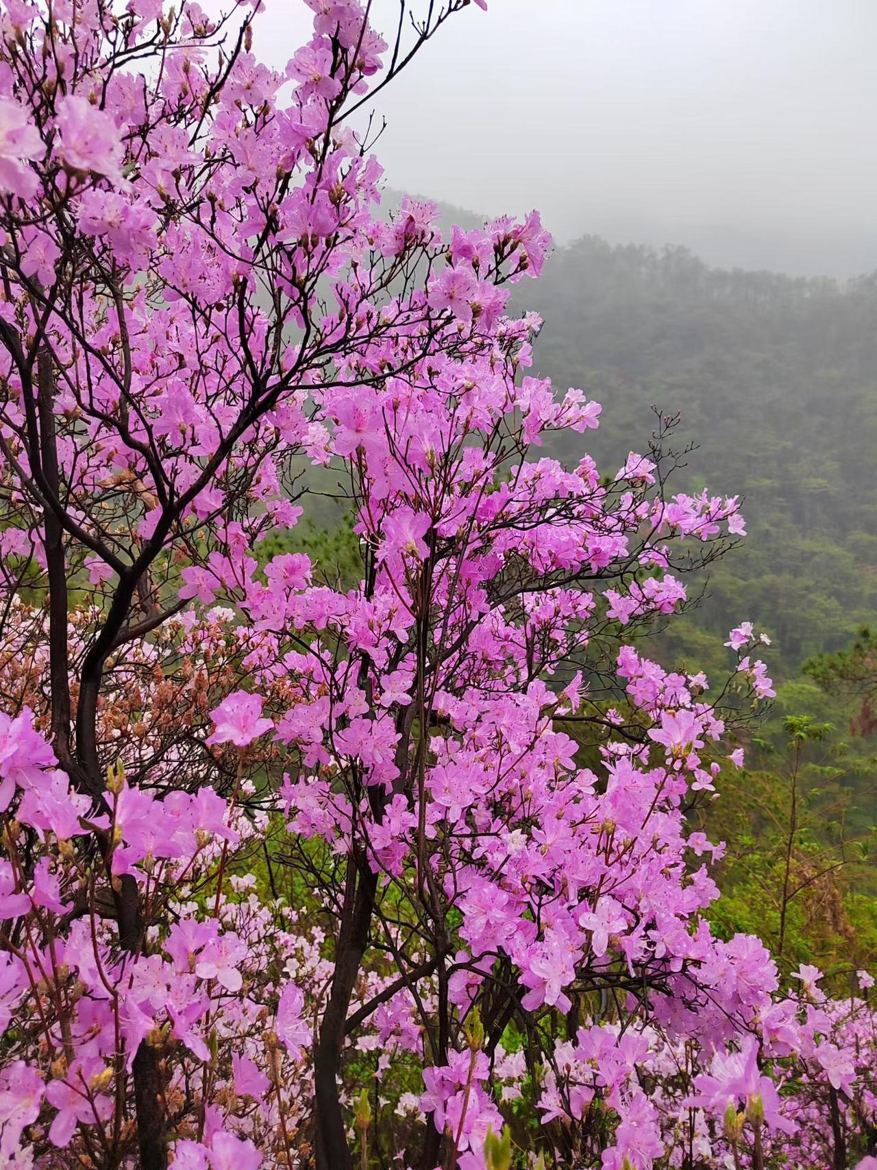实的变化：还景与民
江西庐山：直接取消160元的首道大门票，对全球游客免费开放，