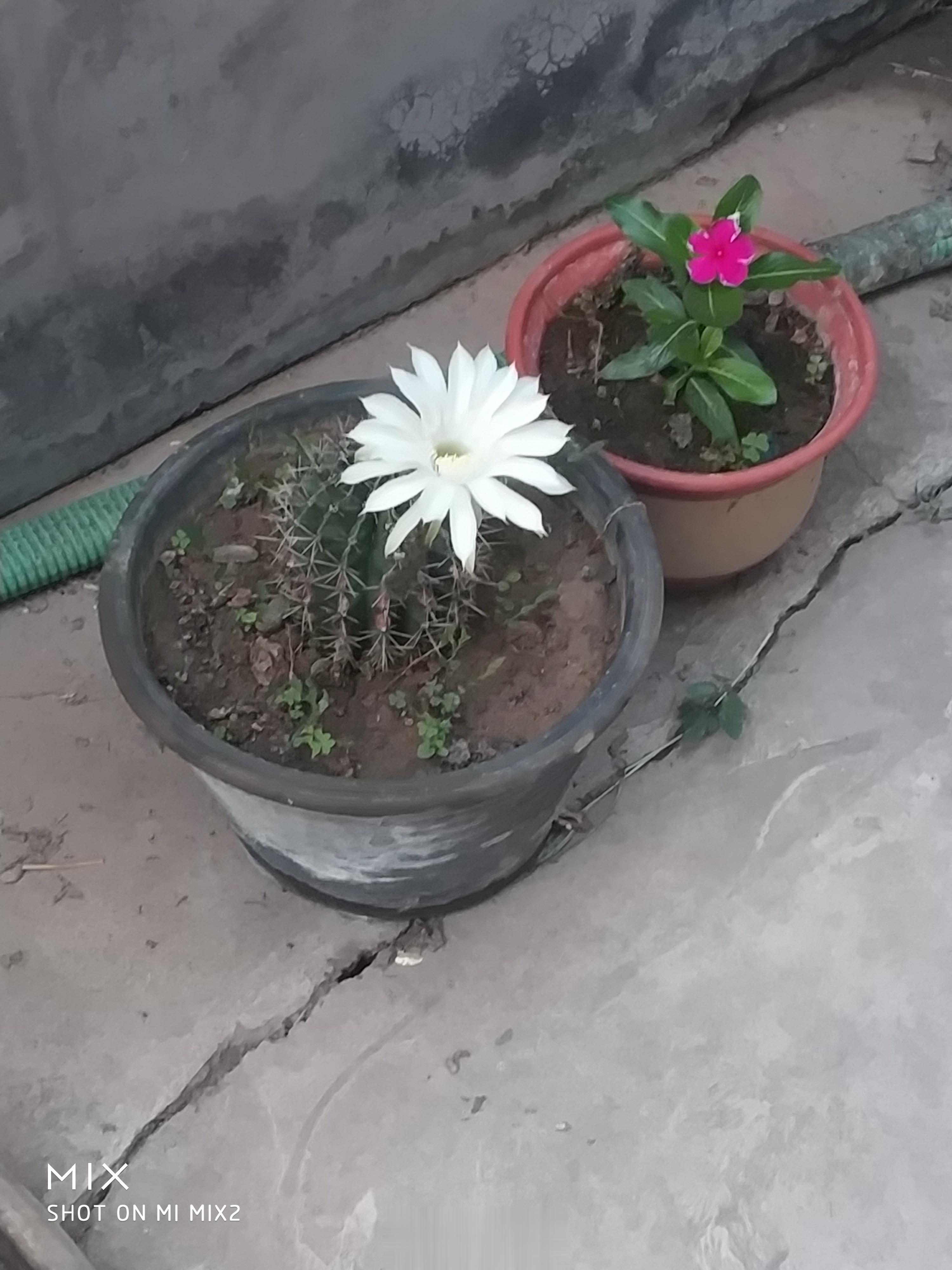 今天早晨起来，无意间发现院子里的一盆仙人球开花了。另一盆不知名的花也开花了。 ​