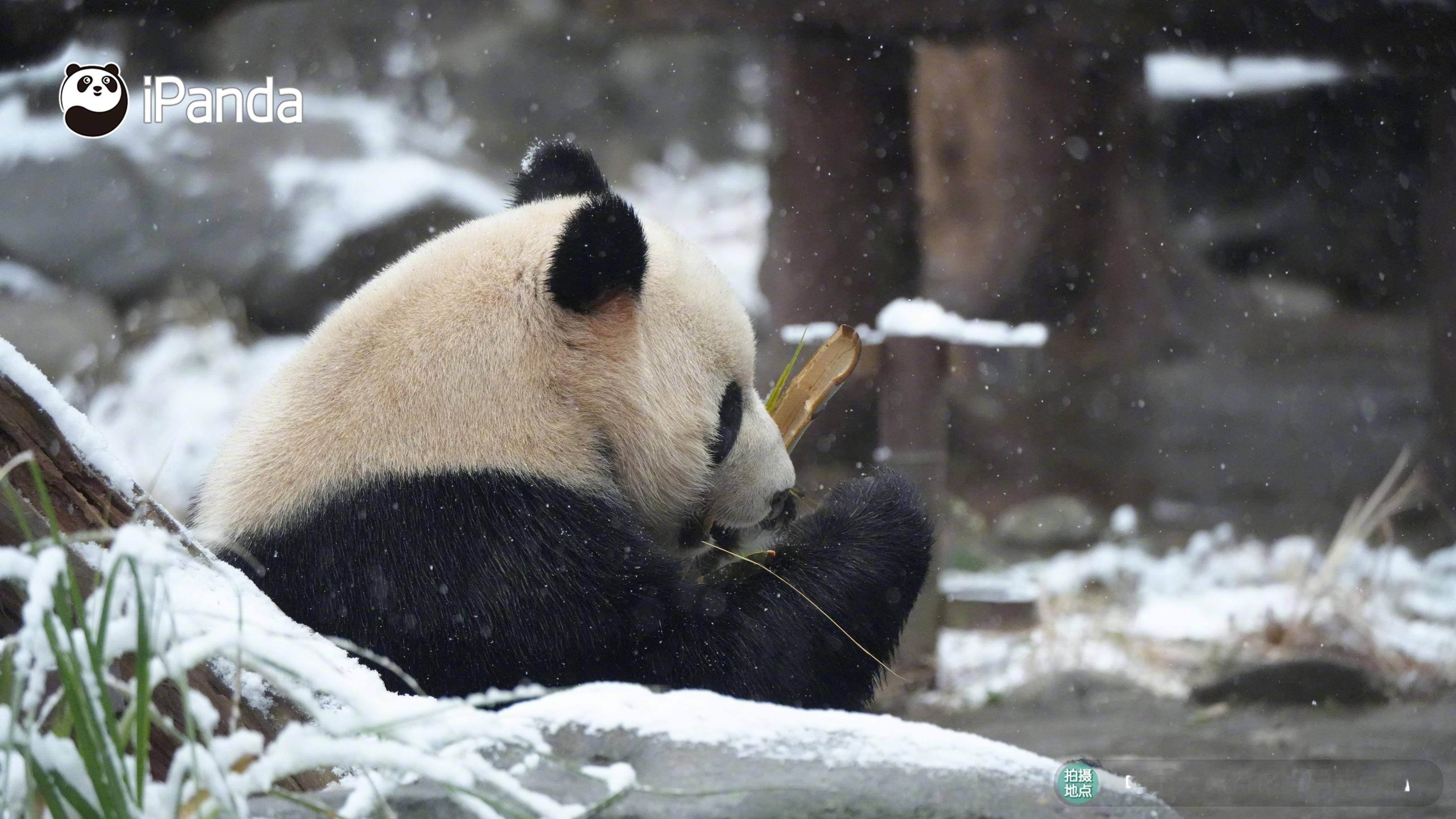 夏天还没到，就开始怀念冬天了……[裂开] #成都升温# 来看看大熊猫雪中美图，清
