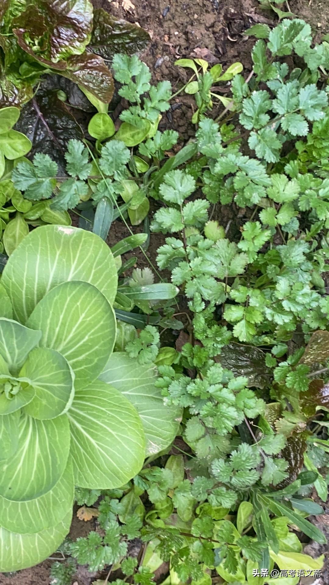 绿意盎然，生机勃勃，自给自足的乐趣！🌱🌿