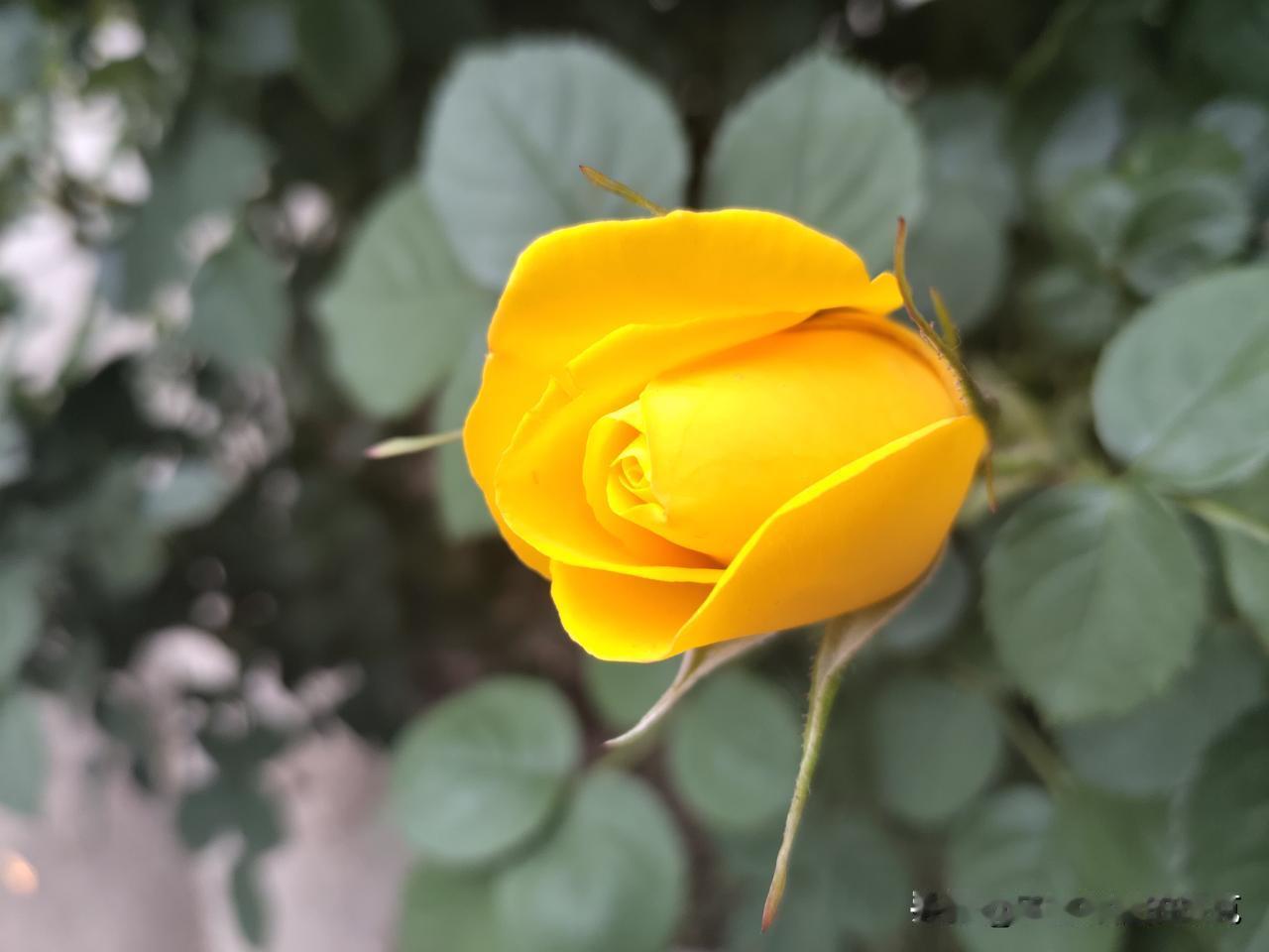 又是崭新的一天（五一第四天）
一天好心情
一切顺其自然
自然而然