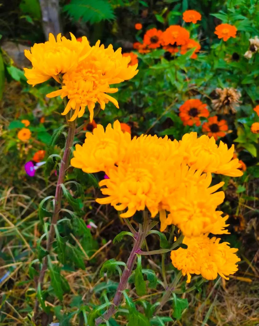 #秋日生活打卡季#
万寿菊花香#秋季花朵分享# #秋日绽放的花#