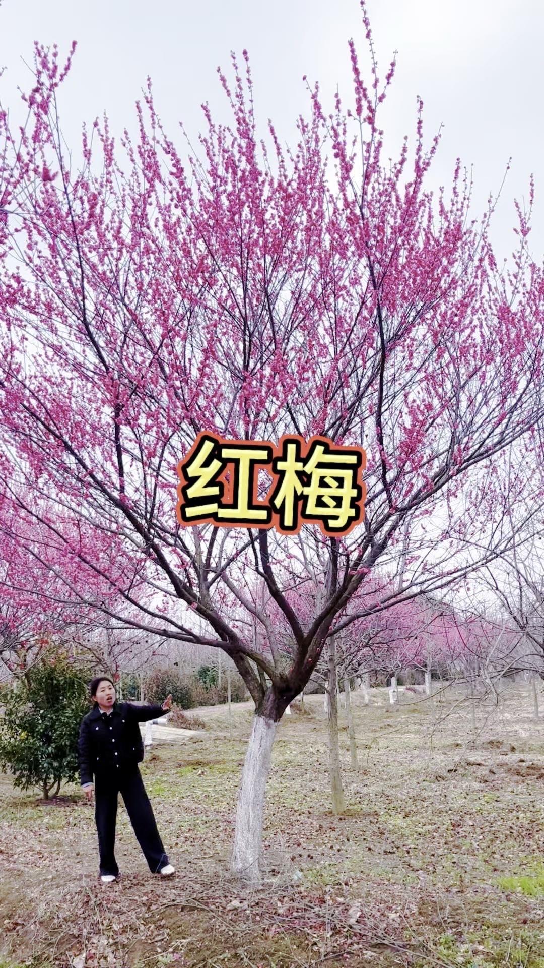 🌸22公分粗的红梅真得太出片了，分支点1米5，高度和整棵树的冠幅都达到5米左右