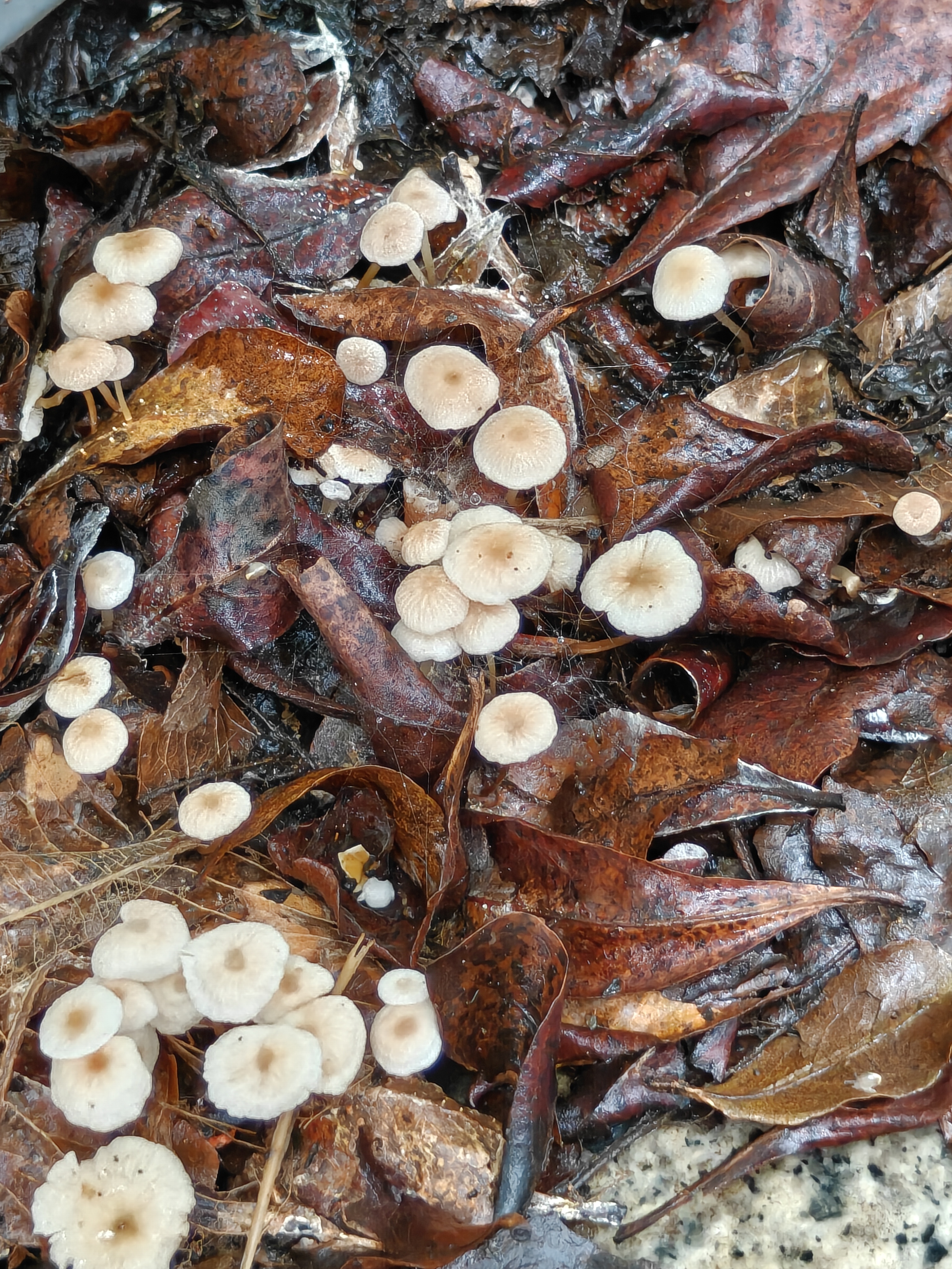 最近下雨真的太多了，绿化带都长出了白伞伞