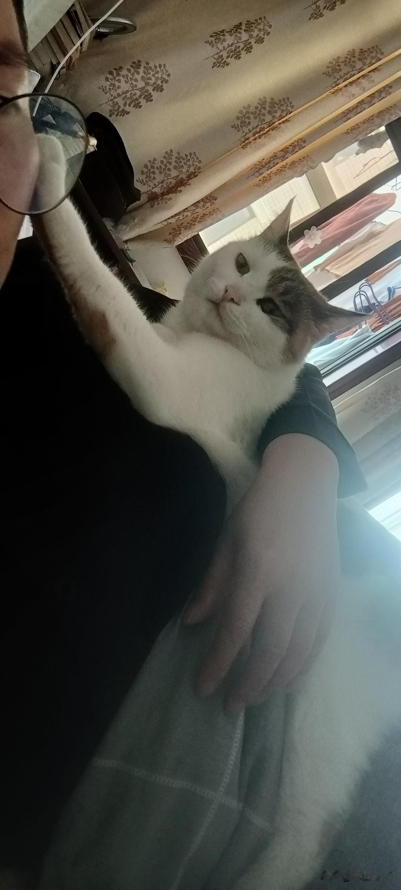 猫咪的“霸道总裁式”陪伴

周末的午后，阳光懒懒地洒进窗台，我正瘫在床上刷手机，