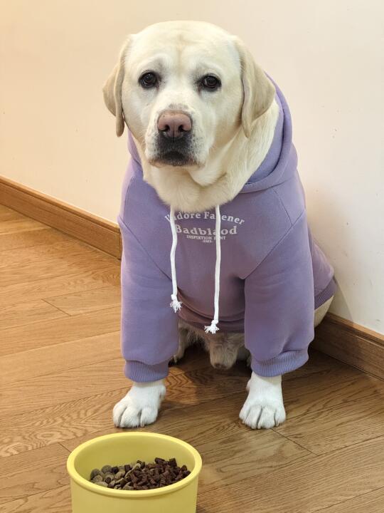 大型犬初老期狗粮推荐！🐕💖