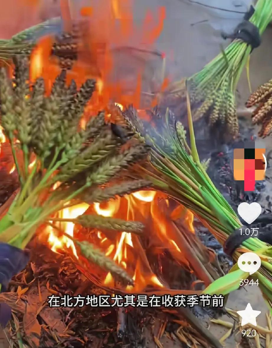 刚刚刷到一个吃烧青麦仁的视频，成功勾起我肚子里的馋虫。好想立刻去吃上一口。

随