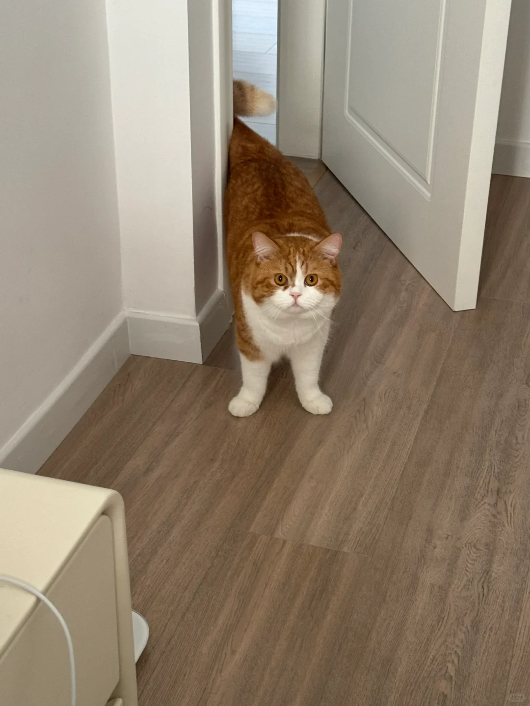 他外八好像越来越严重了😅