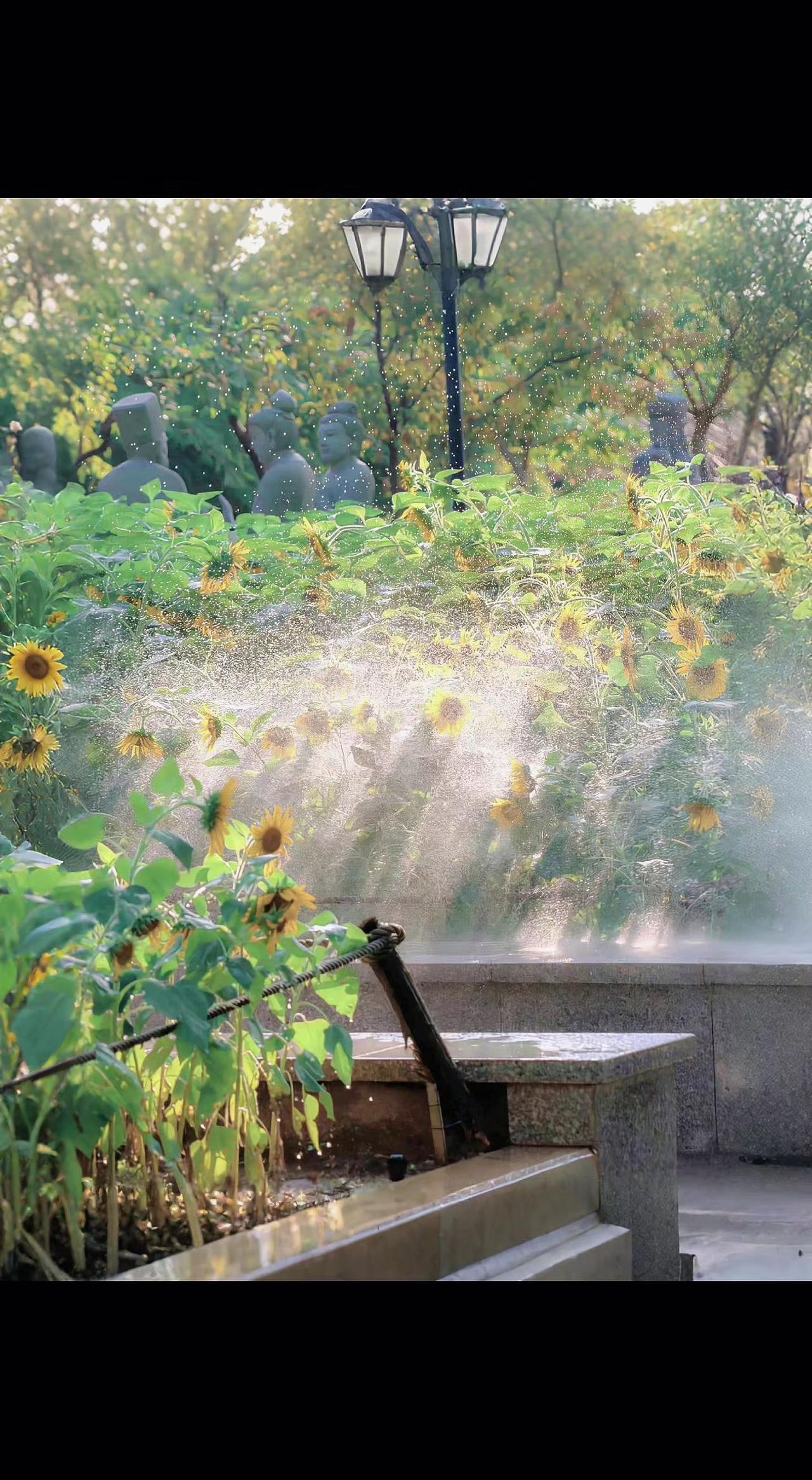 🌞水雾切割晨光，向日葵在折射中校准姿态🌻。机械灌溉与自然生长达成动态契约