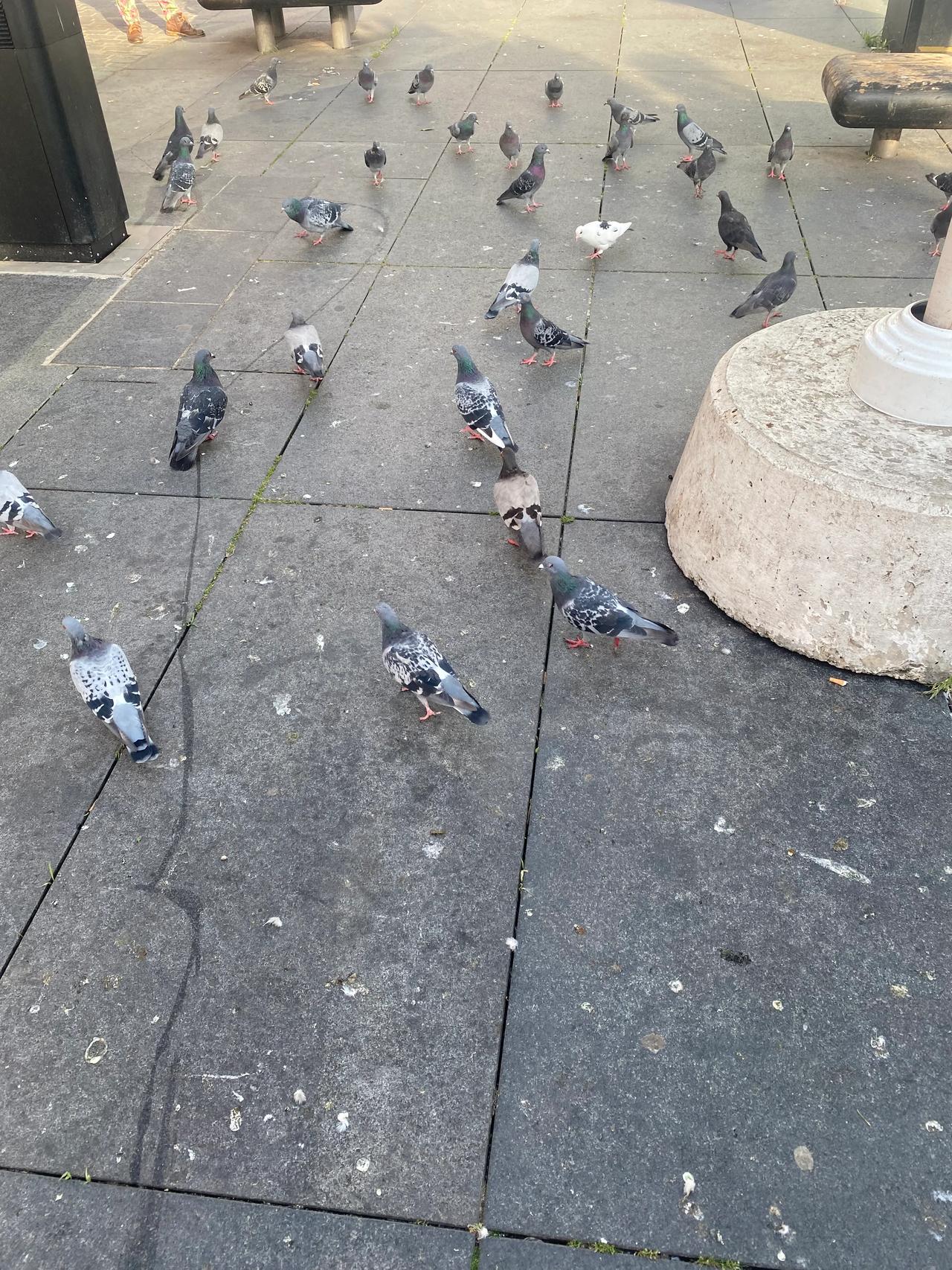 英国怎么那么多鸽子！