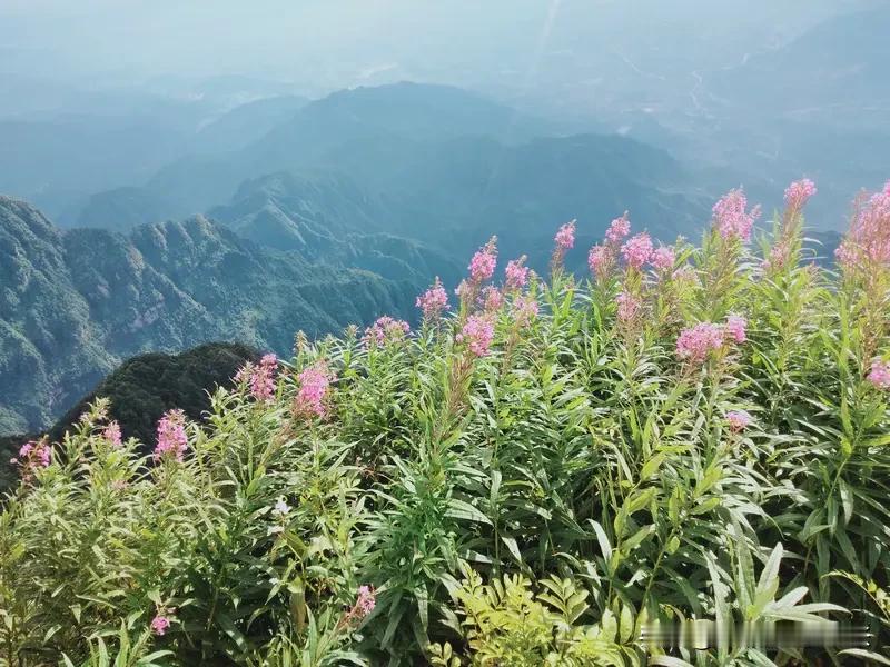 或许多年后长大才会明白，张无忌的选择是正确的。周芷若难以放下师命，小昭无法割舍母